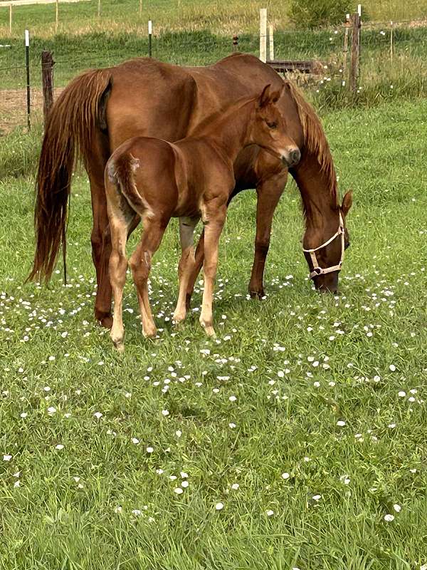 consul-trakehner-horse