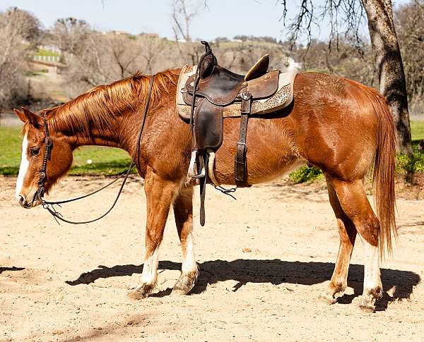 mounted-patrol-quarter-horse