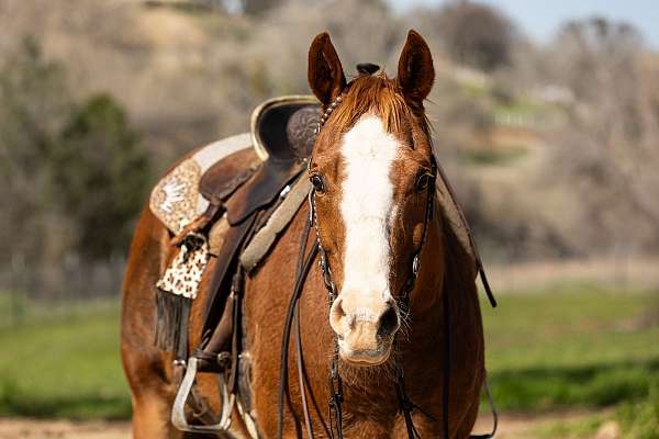 trail-quarter-horse