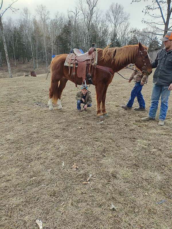 brother-can-gelding