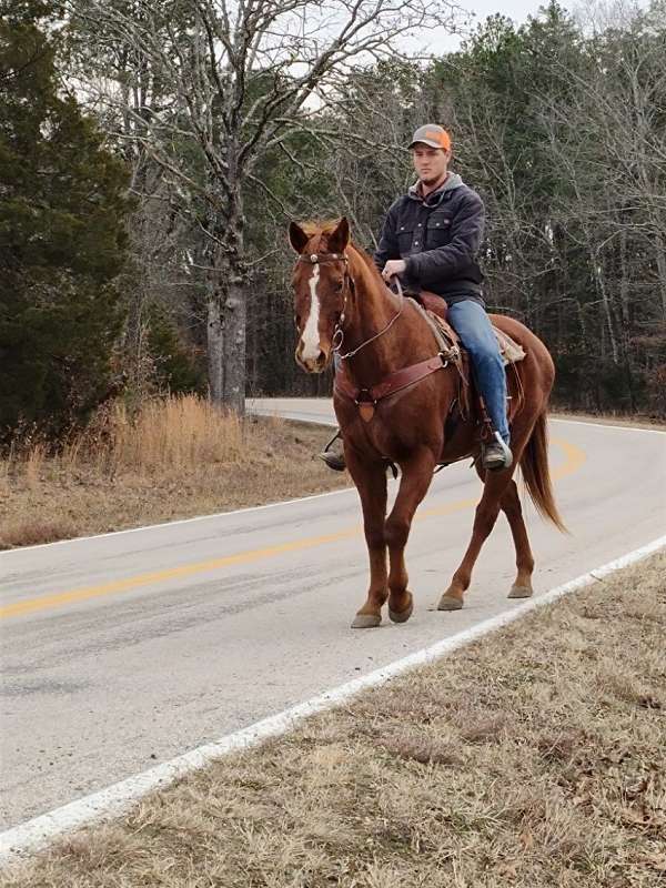 fun-show-trail-riding-quarter-horse