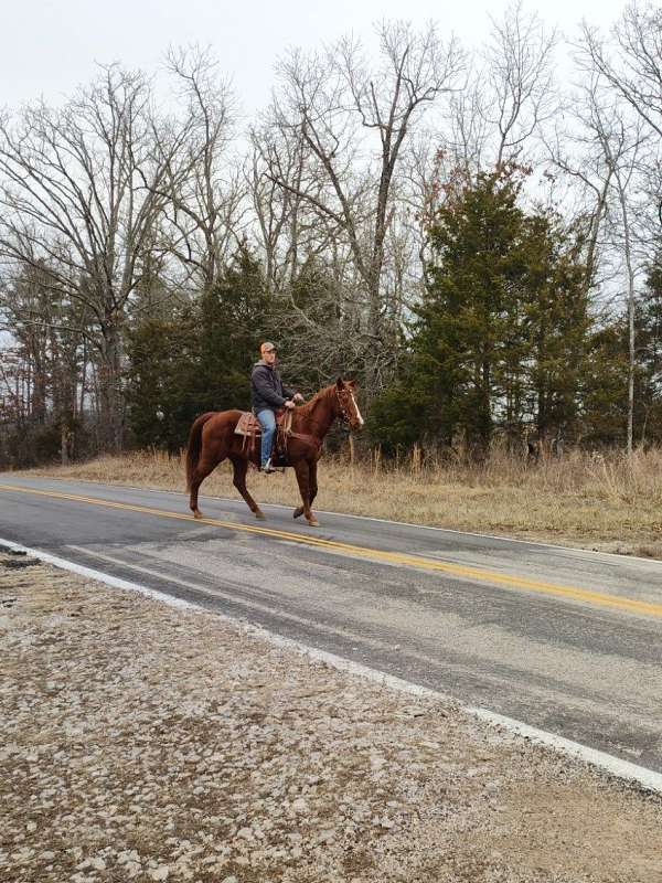 fun-show-trail-riding-horse