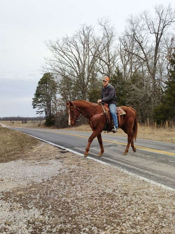 fun-show-trail-riding-gelding