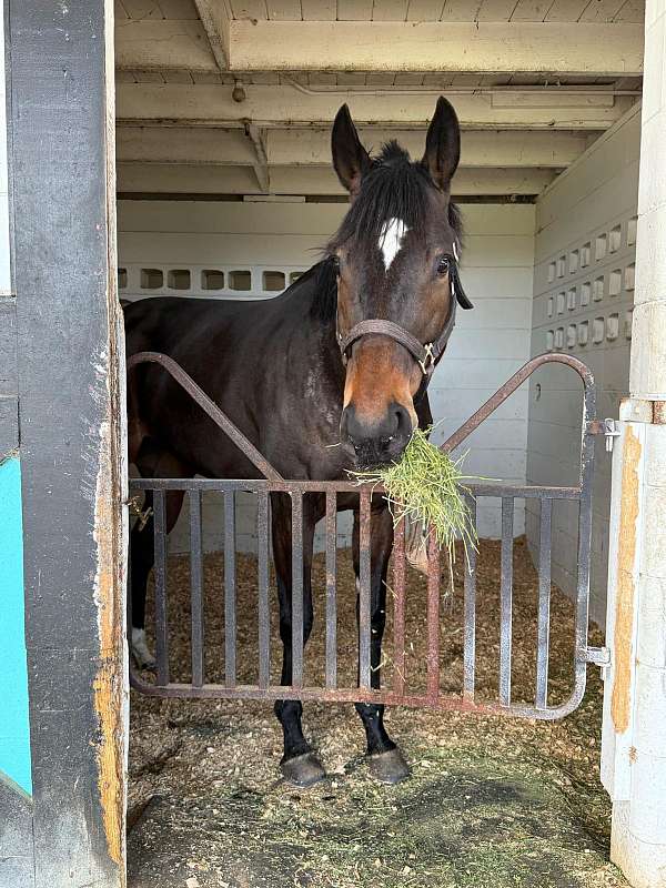 bay-star-half-sock-horse