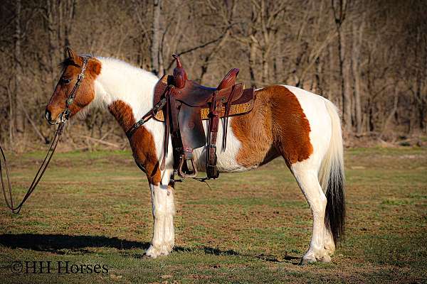 all-around-paint-horse