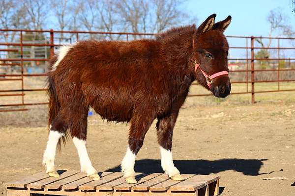 black-white-legs-horse