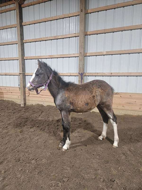 champion-clydesdale-draft-horse