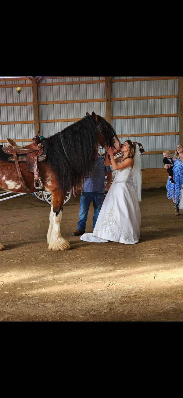 stallion-clydesdale-draft-horse