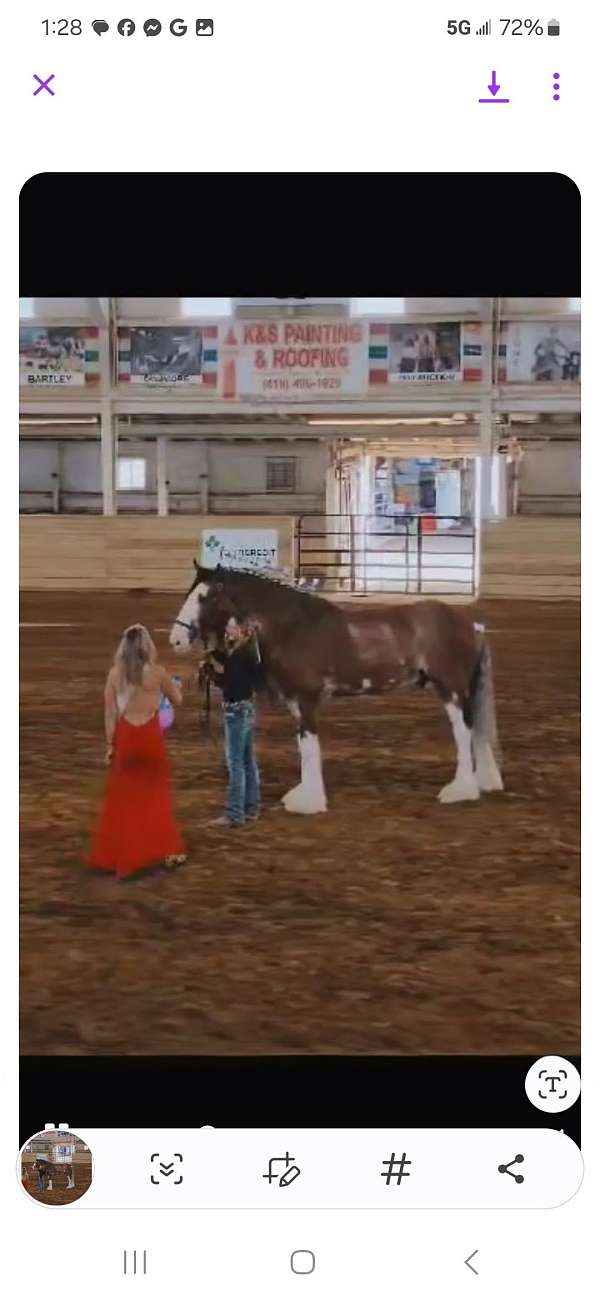 trail-clydesdale-draft-horse