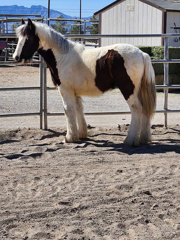 gypsy-vanner-gelding