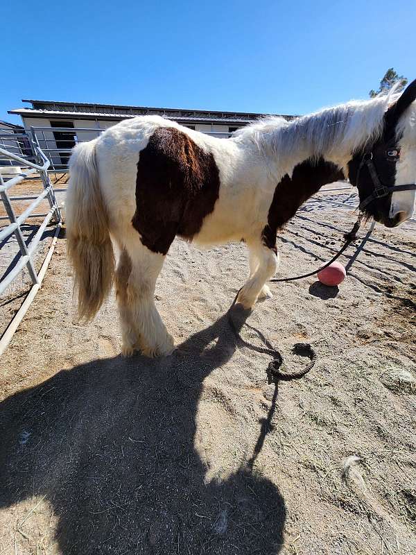 gypsy-vanner-horse-for-sale