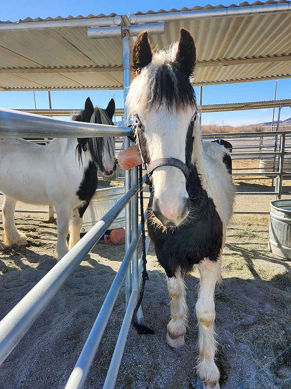 gypsy-vanner-horse