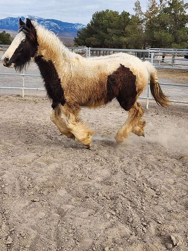 gypsy-vanner