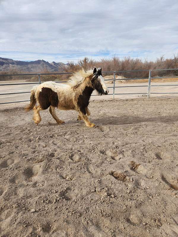 gelding