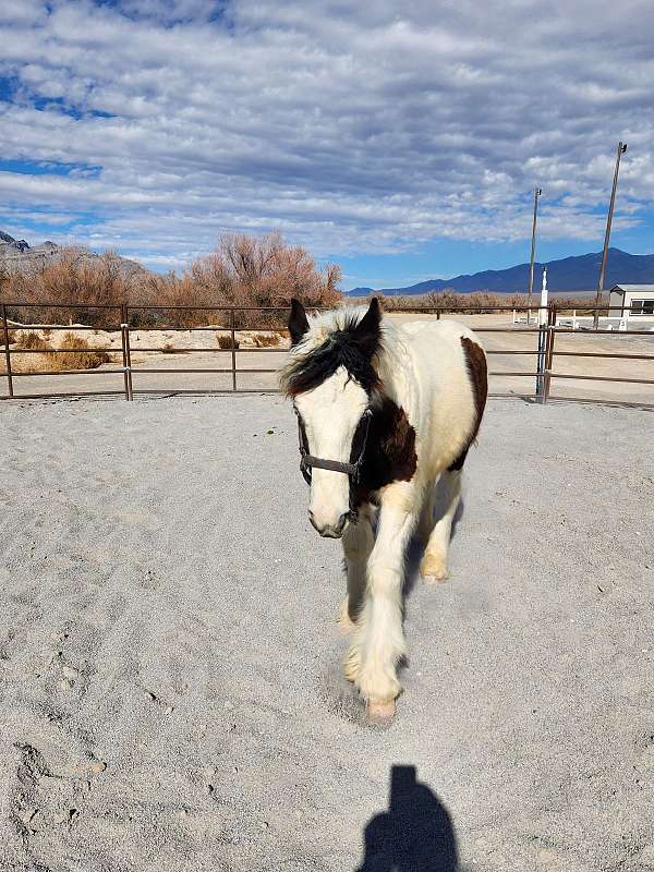 pie-bale-white-with-black-markings-horse