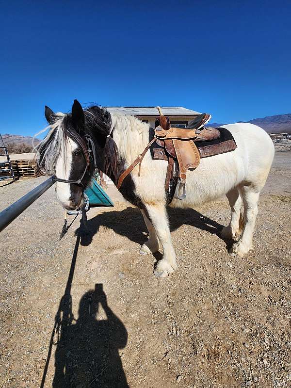 white-pie-bale-with-black-markings-horse