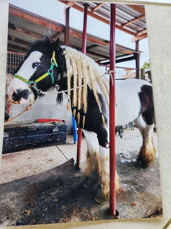 blue-eyed-draft-gypsy-vanner-horse