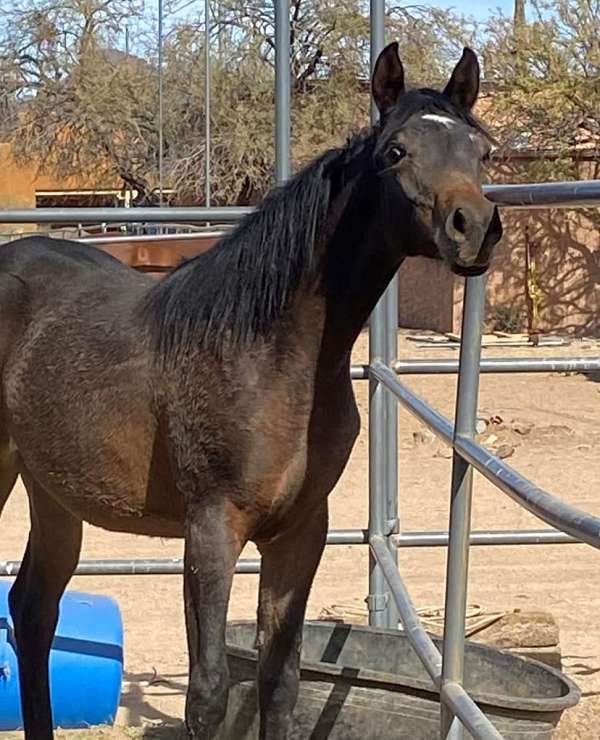 arabian-pony-filly