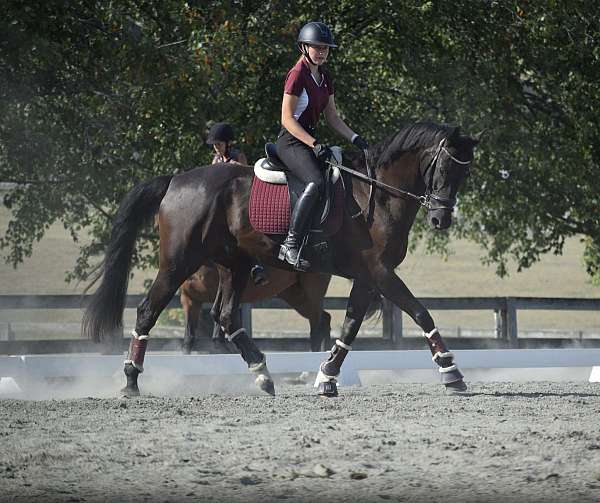 black-belgian-gelding