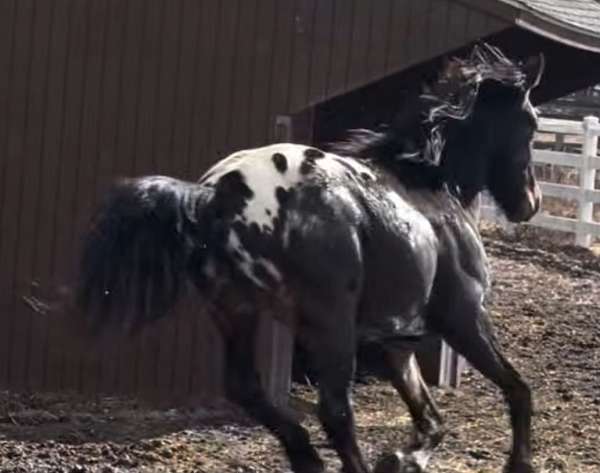 warmblood-dressage-prospect-friesian-horse