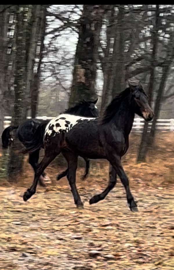 blanket-friesian-horse