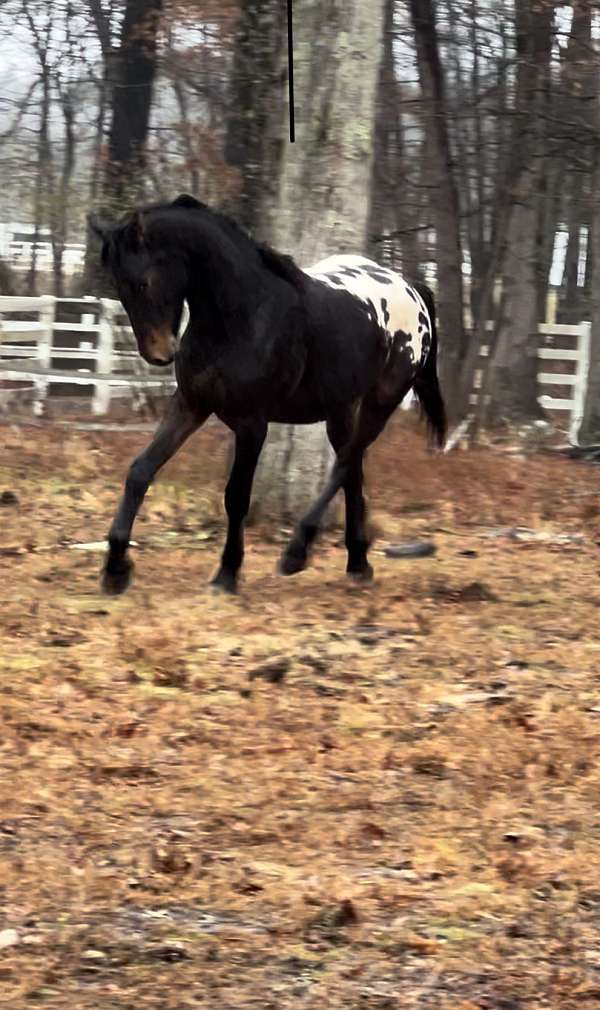 donnerhall-friesian-horse