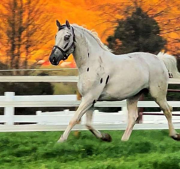 furioso-friesian-horse