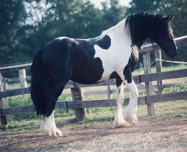 greats-friesian-horse