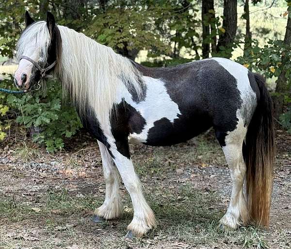 piebald-breeding-draft-pony