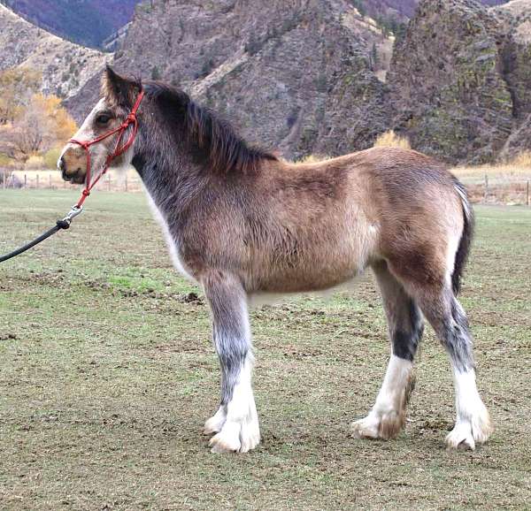 breeding-gypsy-vanner-horse