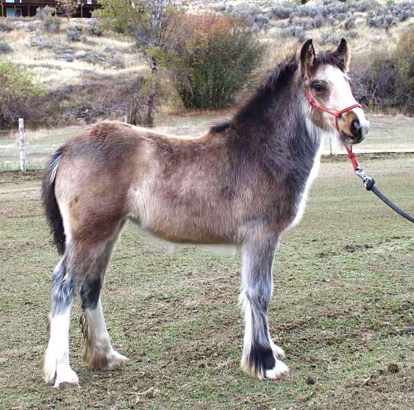 draft-gypsy-vanner-horse