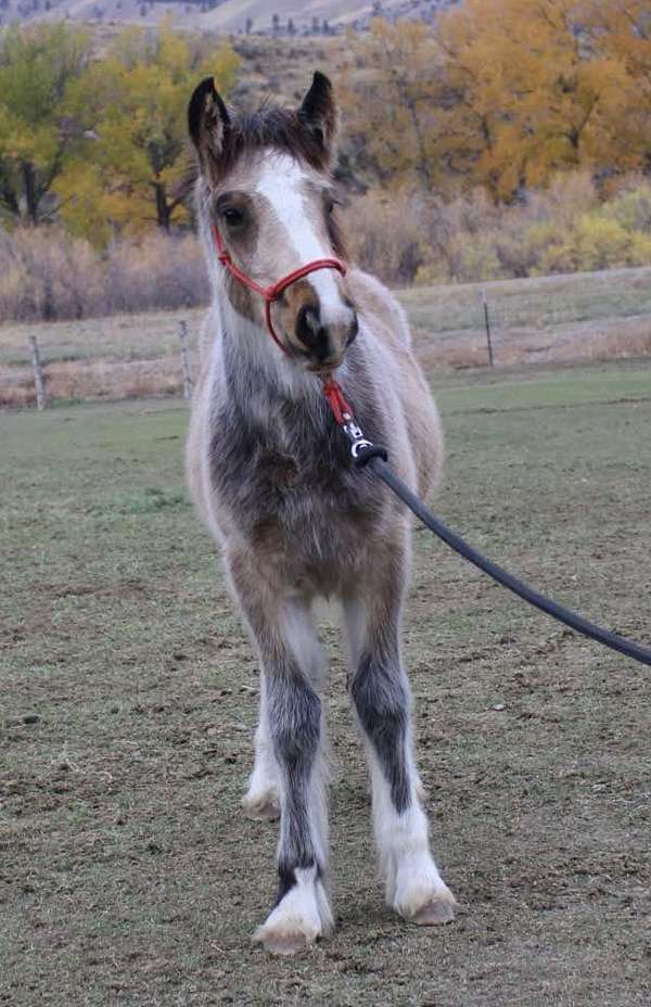 flashy-gypsy-vanner-horse