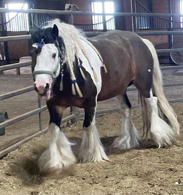 tobiano-horse