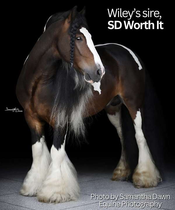 breeding-gypsy-vanner-horse