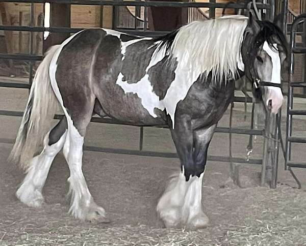 tobiano-horse