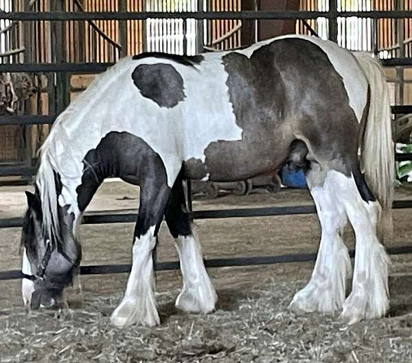 buckskin-tobiano-horse