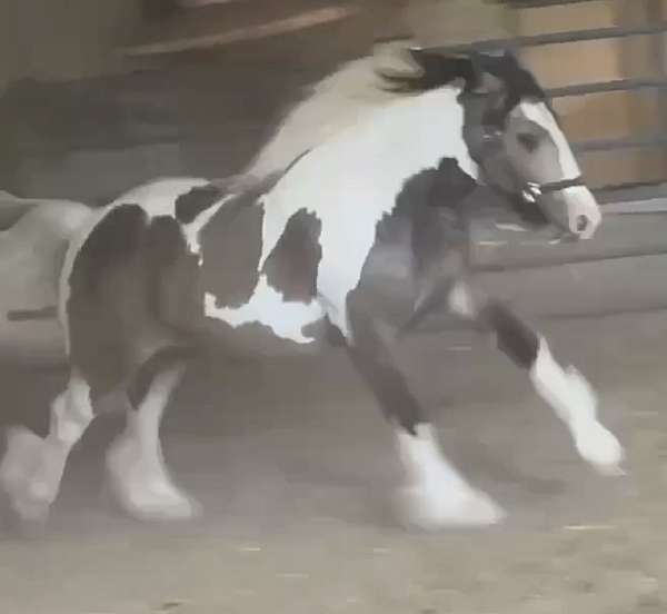 athletic-gypsy-vanner-horse