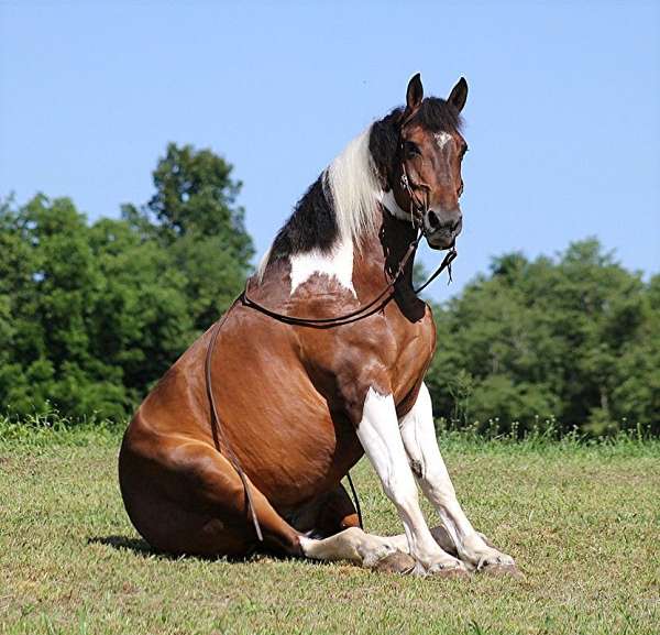 beginner-quarter-horse