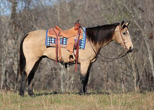 all-around-quarter-horse