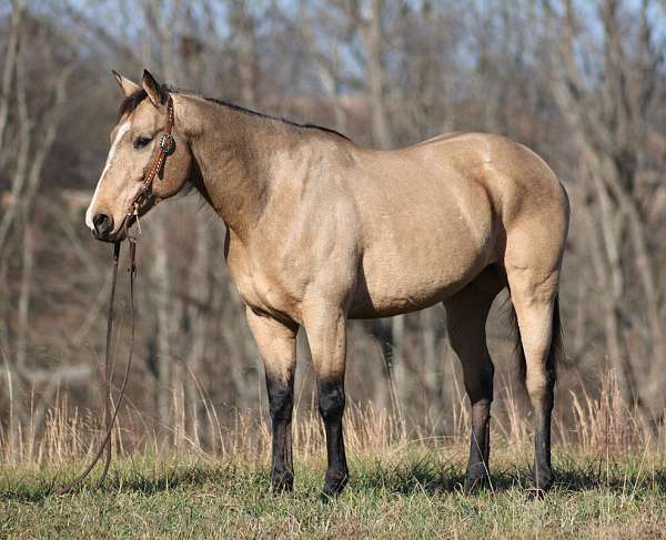 barrel-quarter-horse