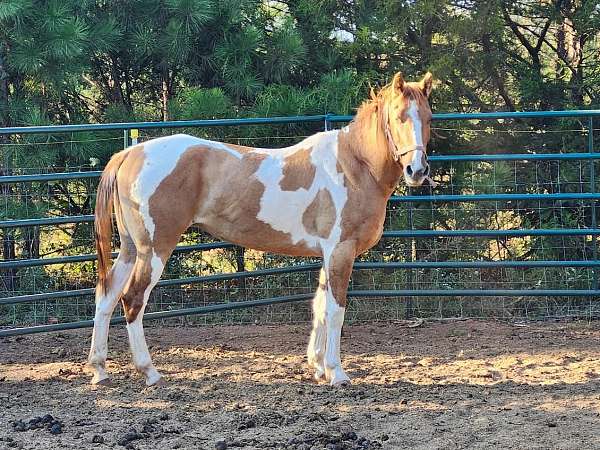 started-under-saddle-mare