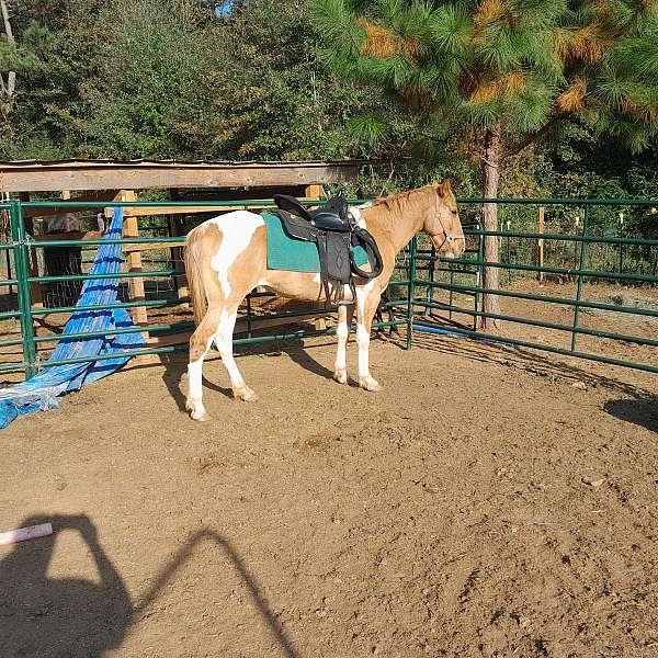 started-under-saddle-pinto-horse