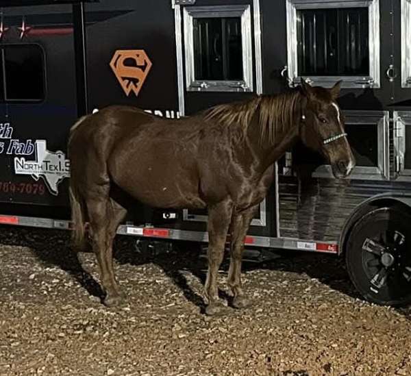 barrel-paint-horse