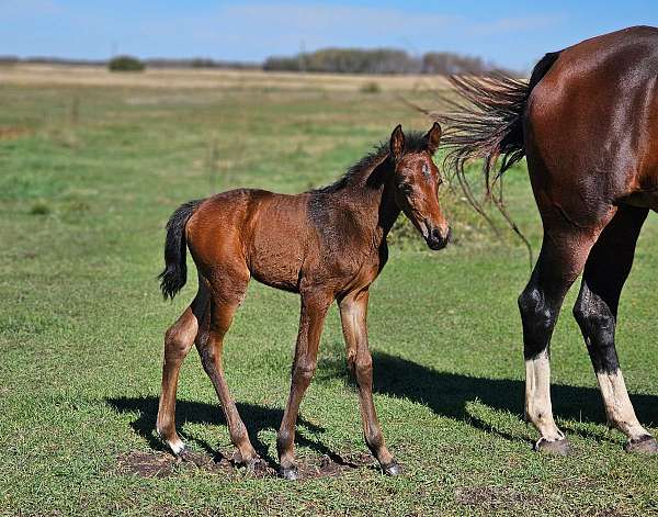 small-star-two-tiny-socks-on-hind-feet-horse