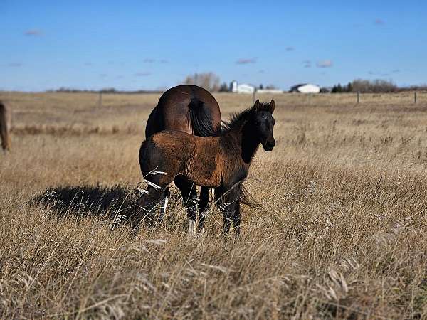 bay-small-star-two-tiny-socks-on-hind-feet-horse