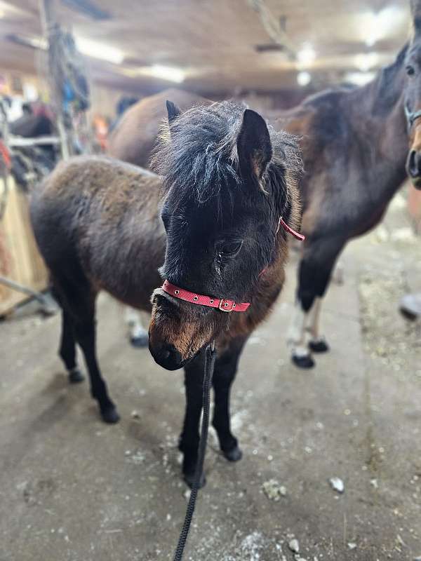 adventurous-missouri-fox-trotter-horse