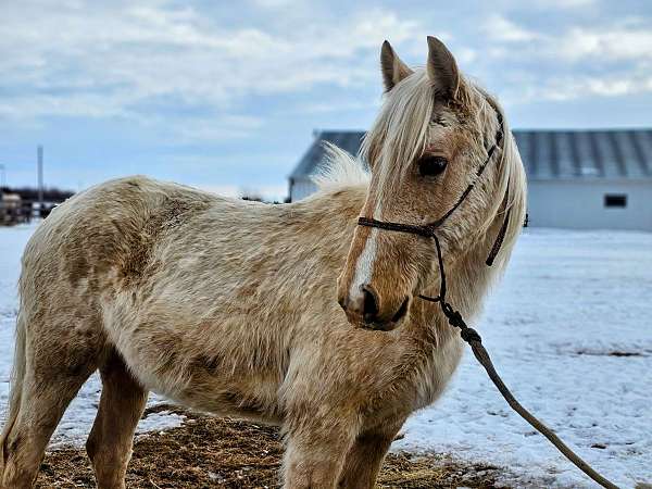 nice-reach-tennessee-walking-horse