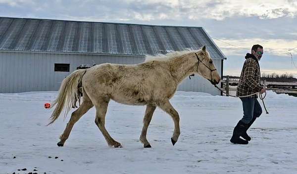 traveler-tennessee-walking-horse