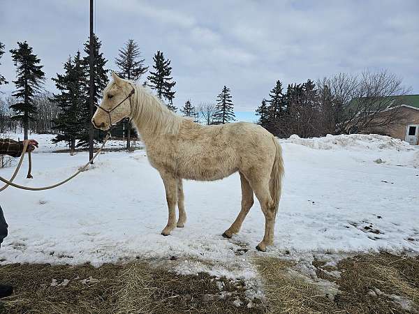 tundra-tennessee-walking-horse