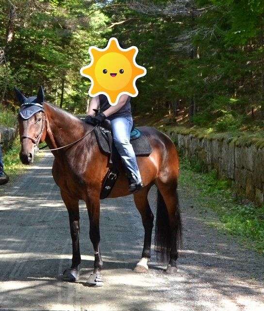 adopted-standardbred-horse